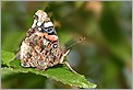 Papillon Vulcain (CANON 10D + EF 100 macro)