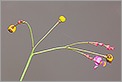 Petite fleur avec des bulbes (CANON 5D + EF 180 macro L)