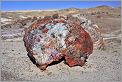 Crystal Forest - Petrified Forest National Park (Arizona USA) CANON 5D + EF 50mm  F1,4 USM