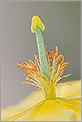 Pistil d'une fleur (CANON 20D + EF 180 macro L)