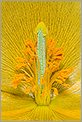 Pistil d'une fleur (CANON 5D + EF 180 macro L)