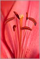 Pistil et étamines d'une fleur (CANON 10D + EF 100 macro)