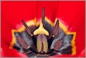 Pistil et étamines d'une tulipe (Canon 10D + EF 100 macro + flash MT24 EX)
