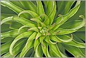 Plante verte avec feuilles en spirale (Canon 10D + EF 100 macro + flash MT24 EX)