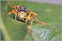 Portrait d'une guêpe au détour d'une feuille (CANON 5D + EF 100 macro + bague allonge Kenko 36mm + MR-14EX + 550EX)