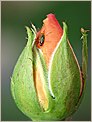 Puceron sur un bouton de rose (OLYMPUS E-10)