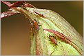 Pucerons sur un bouton de Rose (CANON D60)