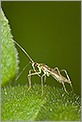 Punaise miridae stenotus binotatus  (CANON 20D + EF 180 macro L + 550EX & STE2)