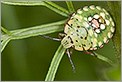 Punaise Nezara viridula (CANON 20D + EF 180 macro L)