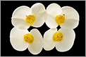 Quatuor de fleurs blanches en transparence (CANON 20D + EF 100 macro)