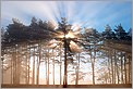 Rayons du Soleil filtrant au travers des sapins et la brume (CANON 10D + EF 17-40 L)