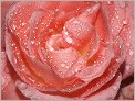 Gouttelettes de pluie sur rose (OLYMPUS E-10)