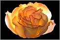 Rose jaune "irradiante" (CANON 10D + flashs 550EX & MT-24EX)