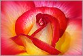 Rose jaune & rouge (CANON 20D + EF 100 macro)