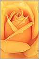 Rose jaune (CANON 10D + SIGMA 180mm)
