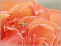 Petite sauterelle sur un pétale de rosier (OLYMPUS E-10)