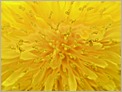 Pistils d'une fleur de Pissenlit (OLYMPUS E-10)