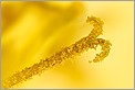 Etamine d'une fleur de Pissenlit (Canon 10D + MP-E 65mm + flash MT24 EX)