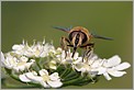 Syrphe Eristalis tenax (Canon 10D + EF 100 macro)