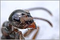 Tête de fourmi en gros plan (Canon 10D + MP-E 65mm)