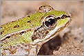 Tête de grenouille de profil (CANON 20D + EF 180 macro L + 550EX + diffuseur Lastolite)