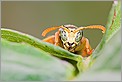 Tête de guêpe au détour d'une feuille (CANON 5D + EF-S 60 macro + bague allonge Kenko 36mm + MR-14EX)