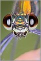 Portrait d'une libellule Caloptéryx splendens femelle (CANON 5D + EF 100 macro + Life Size Converter + MR-14EX + 550EX)