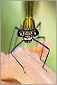 Portrait d'une libellule Caloptéryx splendens femelle (CANON 5D + EF 100 macro + MR-14EX + 550EX)