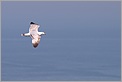 Vol de Goéland argenté (CANON 10D + SIGMA 180mm)