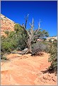 Arbre mort - Zion National Park - Utah USA (CANON 5D +EF 50mm)