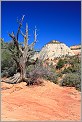 Arbre mort - Zion National Park - Utah USA (CANON 5D +EF 50mm)