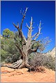 Arbre mort - Zion National Park - Utah USA (CANON 5D +EF 50mm)